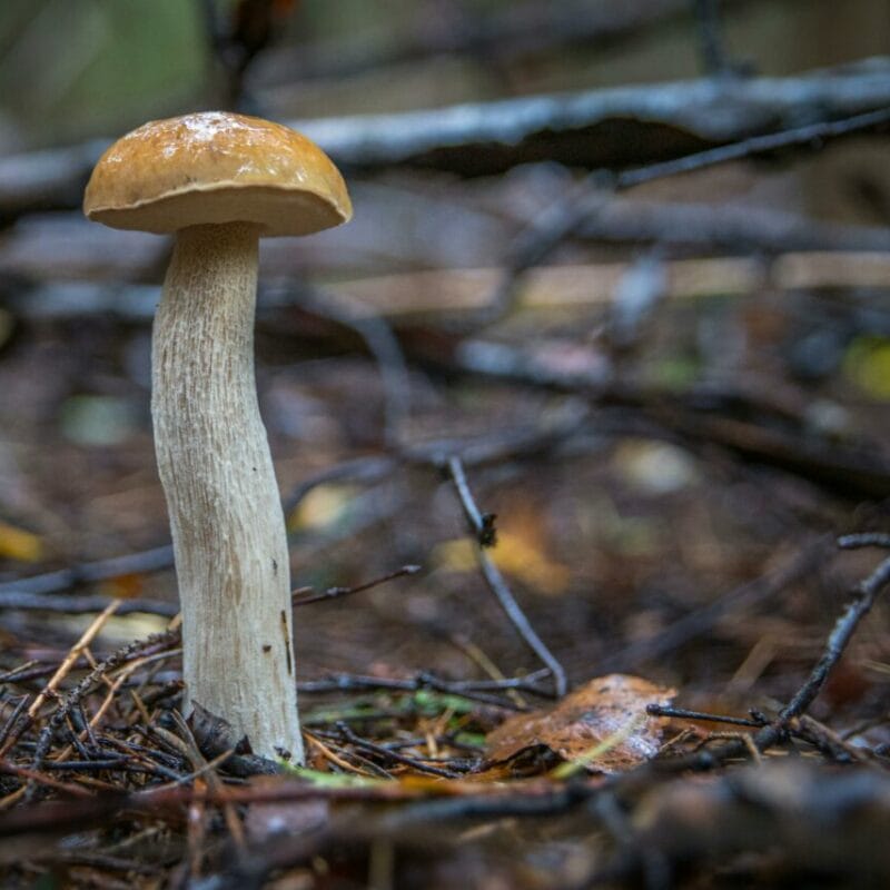 Shrooms online | Buy Shrooms Canada