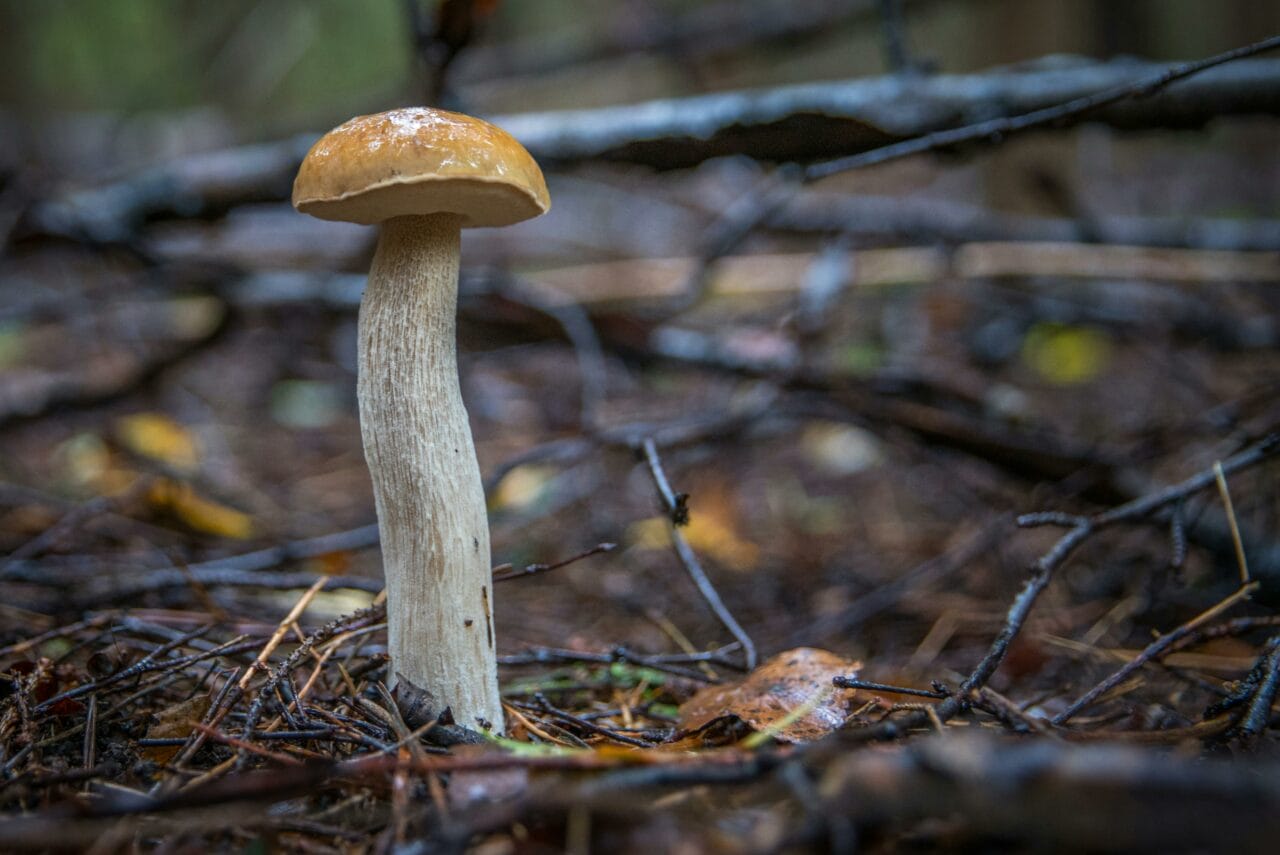Recent Studies on Psychedelic Mushrooms Indicate Prolonged Brain Activity Changes Could Benefit Mental Well-being