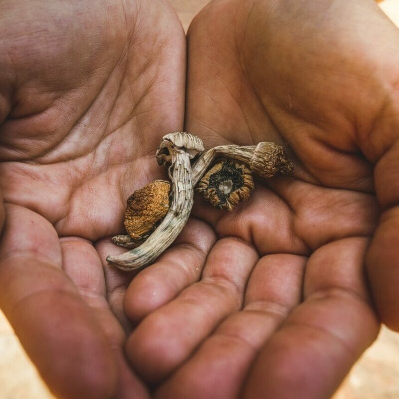 dried shrooms | Buy Shrooms Canada