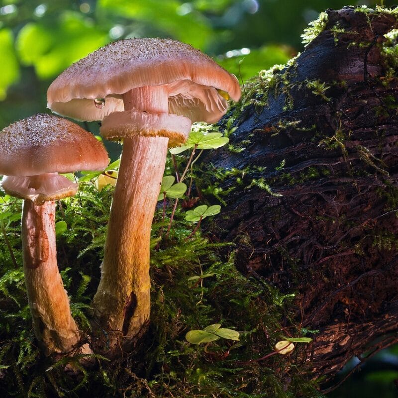 magic mushroom delivery | Buy Shrooms Canada