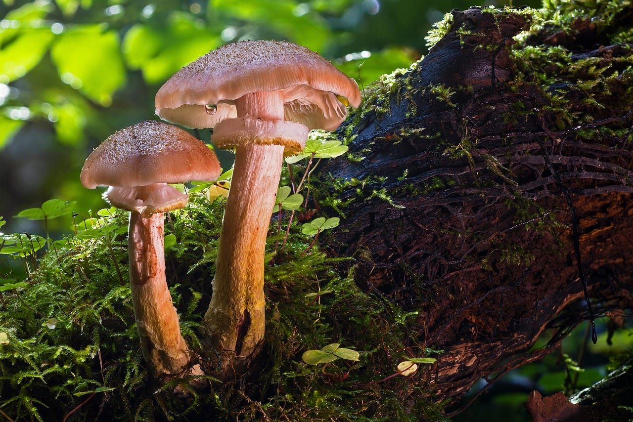 The Role of Psychedelic Magic Mushrooms – Have They Contributed to Human Evolution?