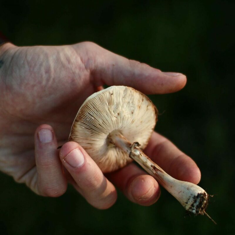 Shrooms | Buy Shrooms Canada