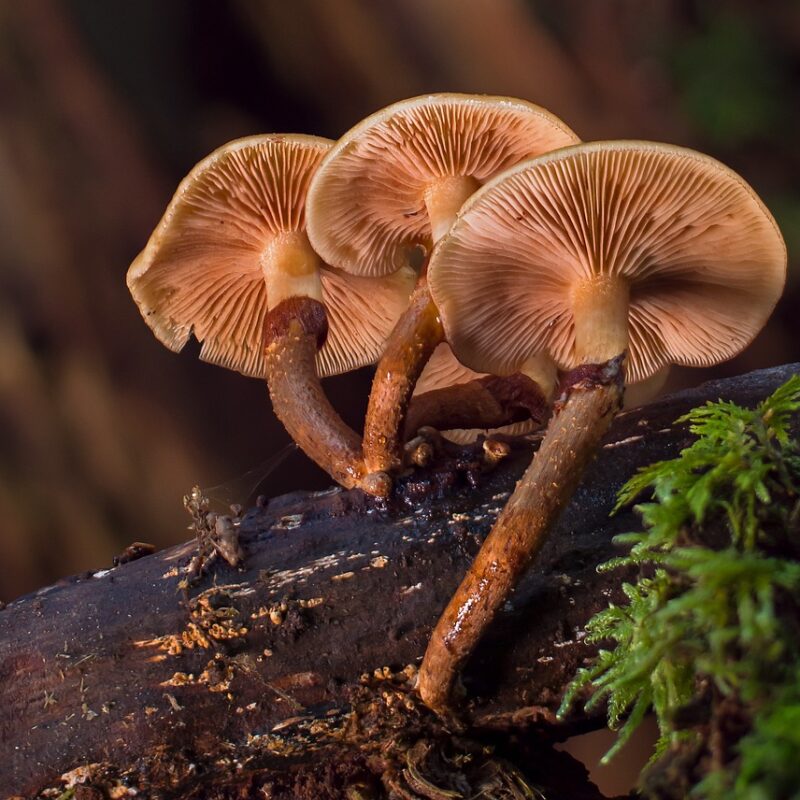 alacabenzi strain | Buy Shrooms Canada