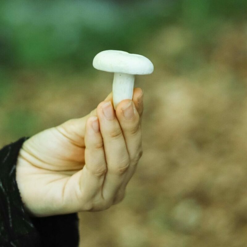 shrooms online in Canada | Buy Shrooms Canada