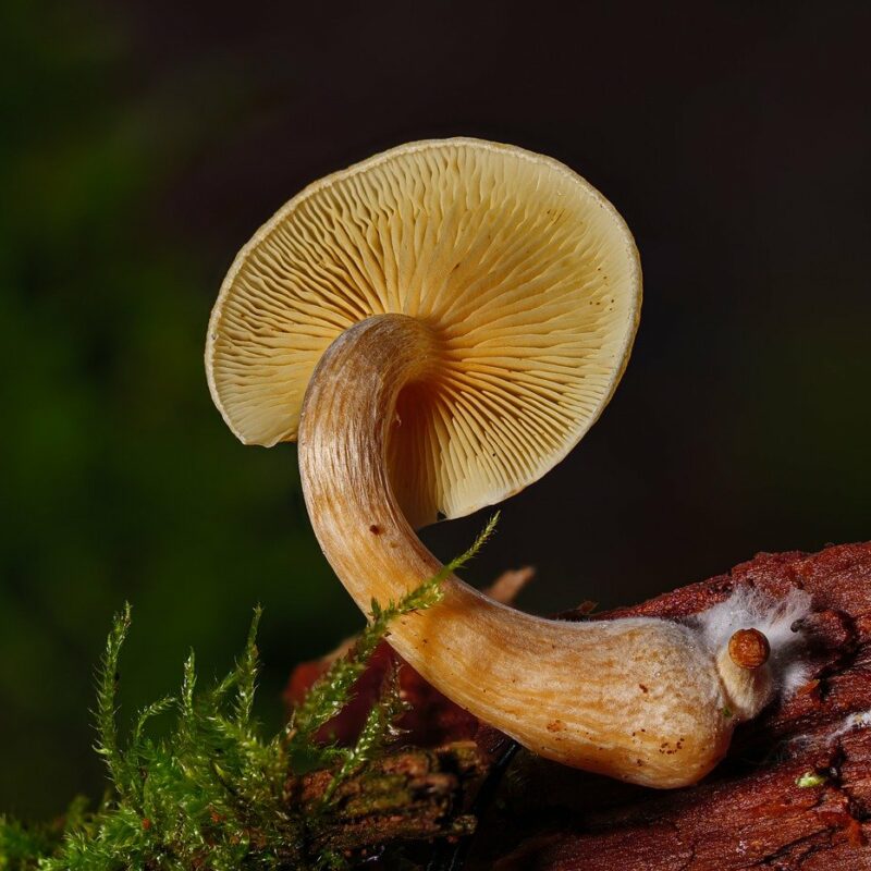 Alacabenzi Strain | Buy Shrooms Canada
