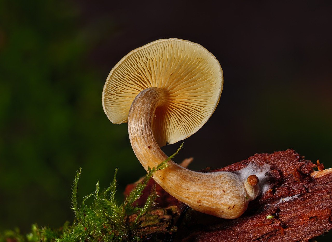 Overview of the Alacabenzi Strain – Essential Information Every User Needs Prior to Their First Dose