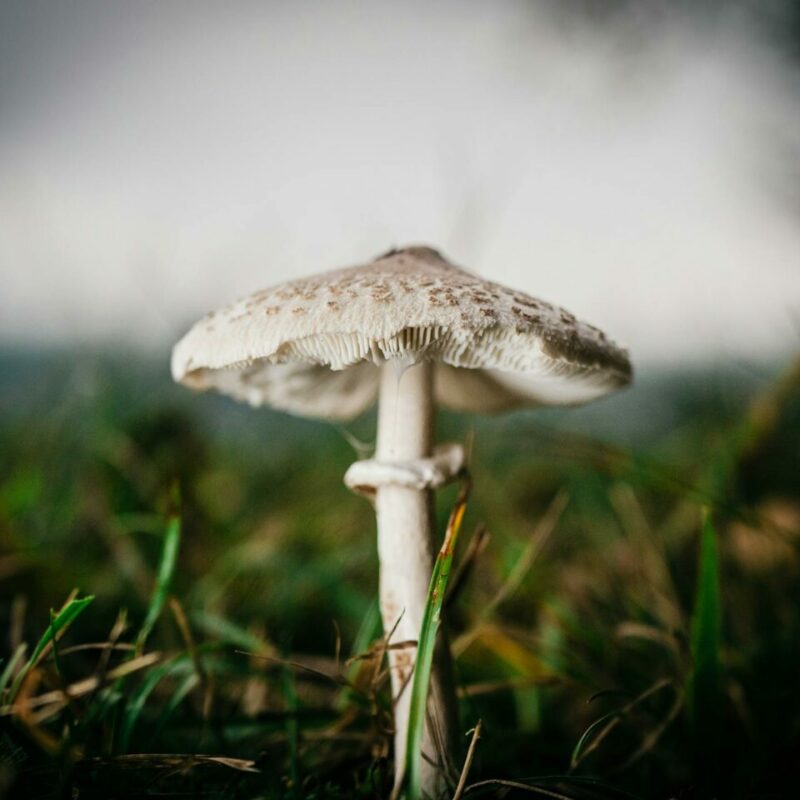White Monster | Buy Shrooms Canada