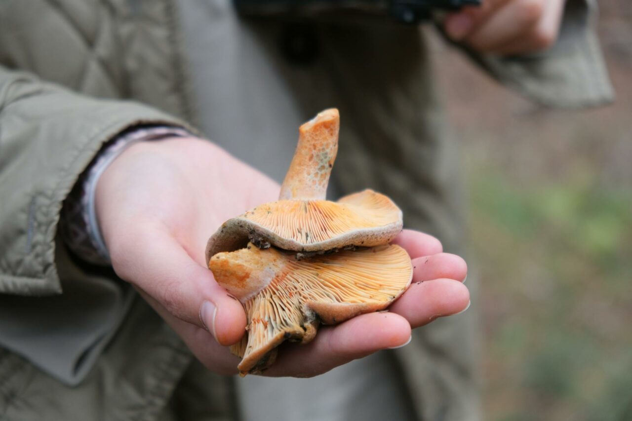 The Reasons Apex Strain Mushrooms Will Forever Remain in My Self-Care Arsenal