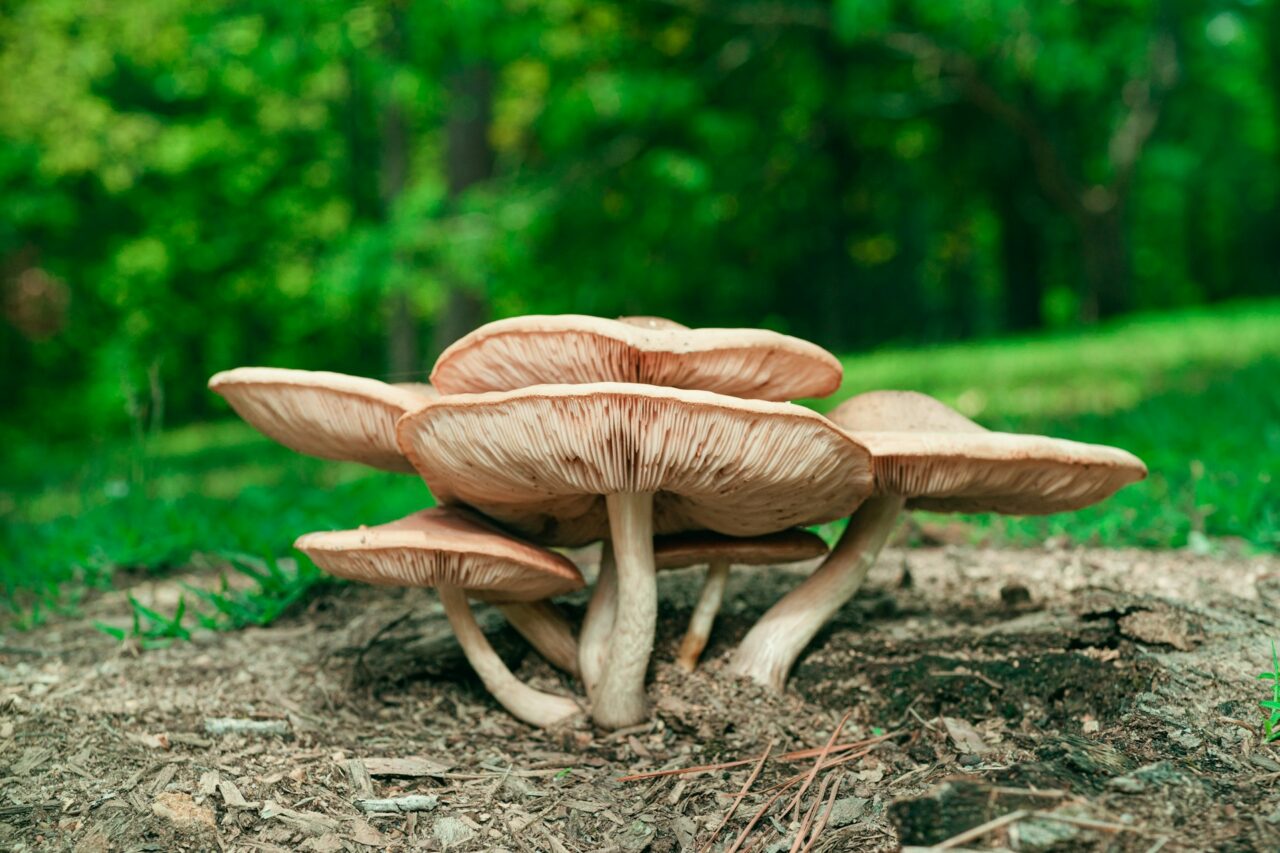 Experienced the “Big Daddy” Mushroom during a hike – I would rate it a perfect 10/10 and would certainly repeat the experience.