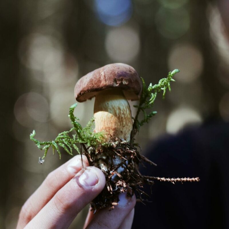 Buy Shrooms | Buy Shrooms Canada