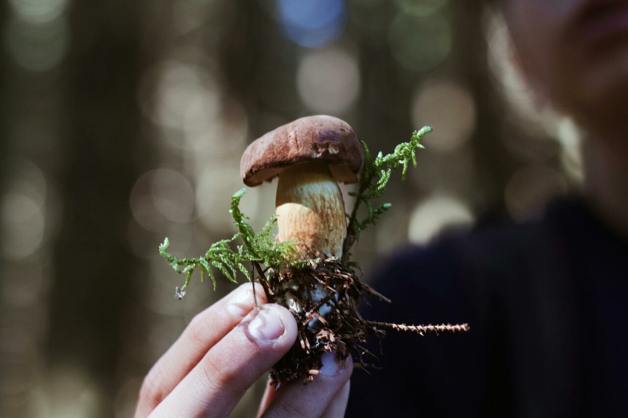 Considering Purchasing Shrooms Online? This Retiree Regrets Not Using Psilocybin 45 Years Earlier