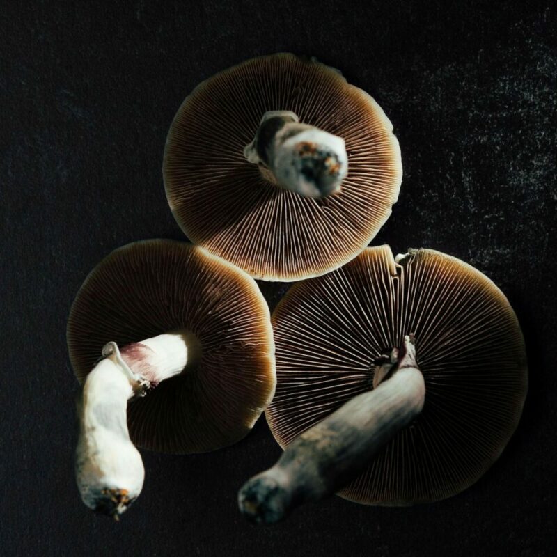 Magic Mushroom Canada | Buy Shrooms Canada