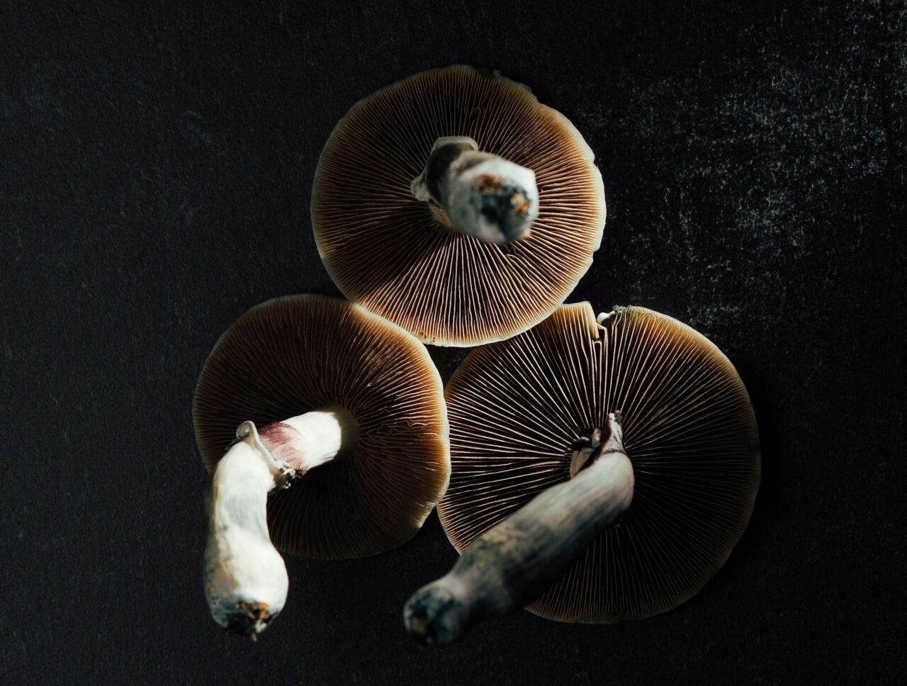 Canada’s Magic Mushroom – Specialists Elucidate Why Naturally Occurring Psilocybin Has a Stronger Impact Than Its Laboratory-Produced Counterpart