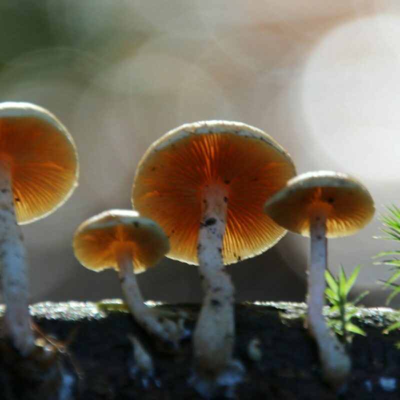 Magic Mushroom Delivery | Buy Shrooms Canada