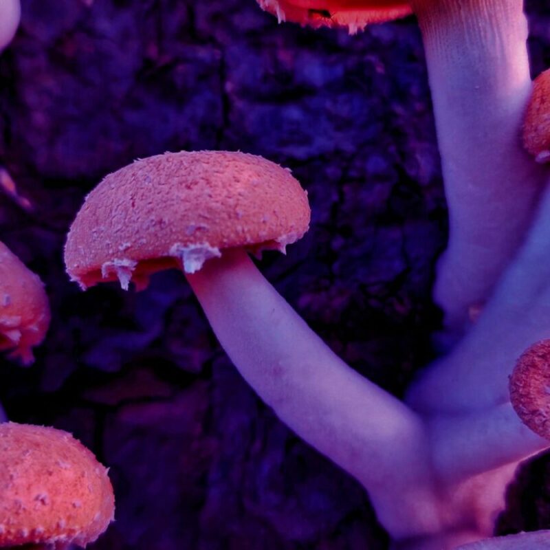 Mushroom Dispensary | Buy Shrooms Canada