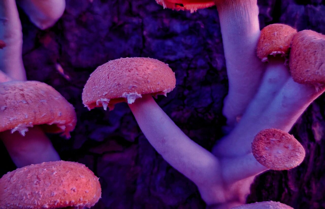 How HIV-Related Shame Could be Alleviated by Psilocybin from Mushroom Dispensaries