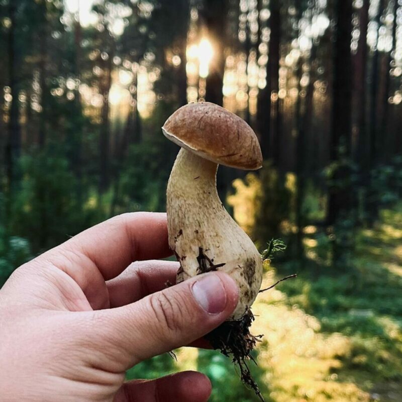 Shrooms Delivery Canada | Buy Shrooms Canada