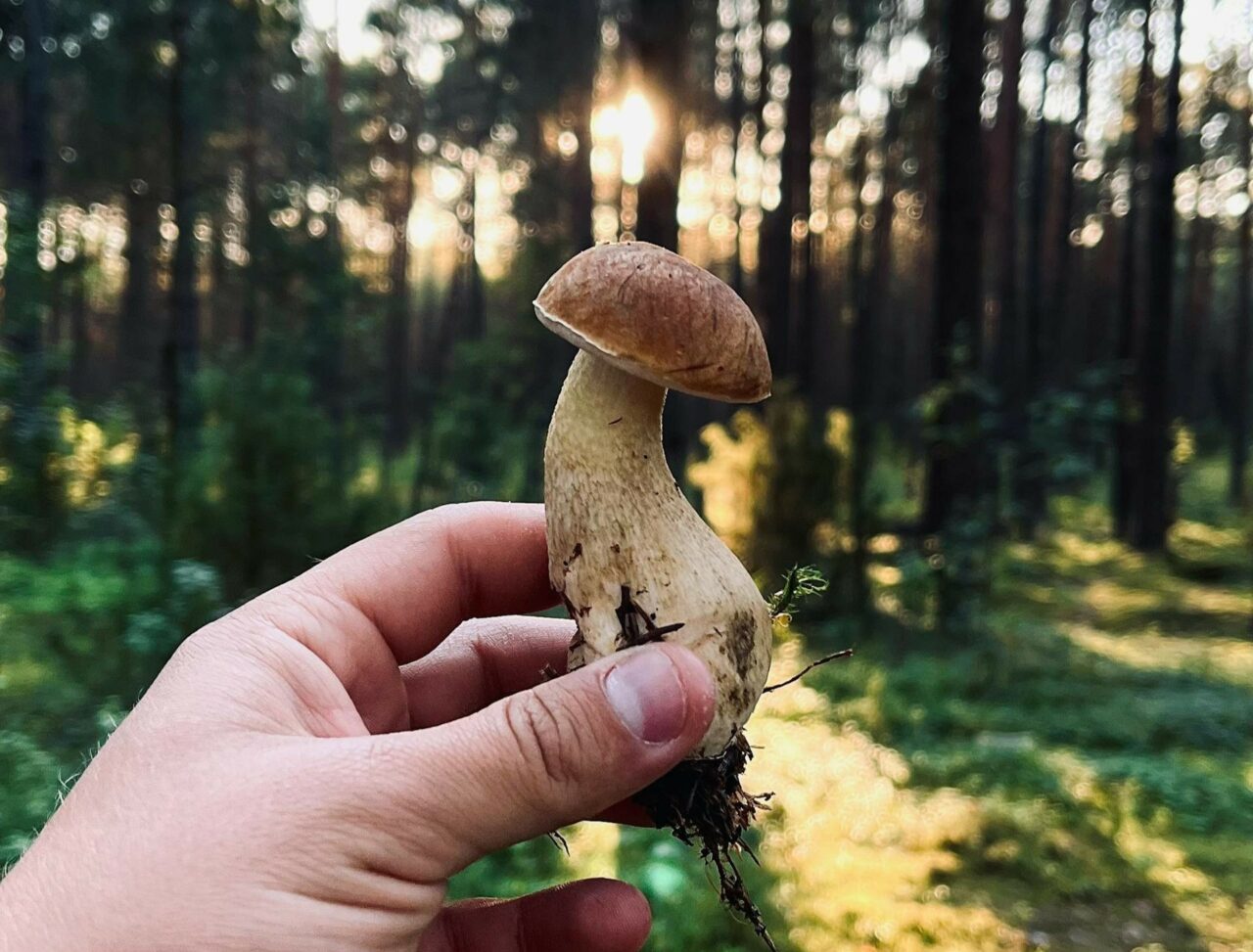 Discover if Psilocybin Surpasses Escitalopram/Esketamine with the Help of ShroomsDeliveryCanada