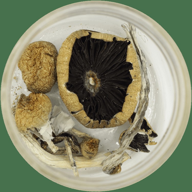  | Buy Shrooms Canada