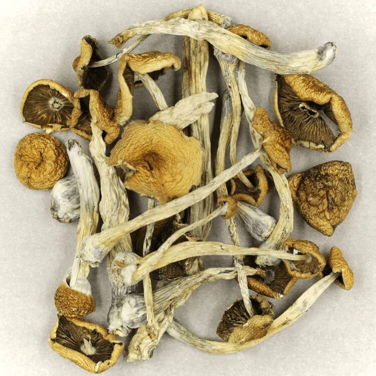  | Buy Shrooms Canada