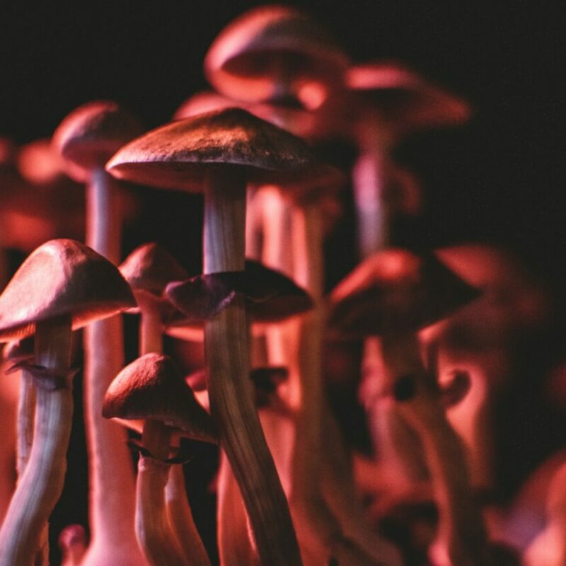  | Buy Shrooms Canada