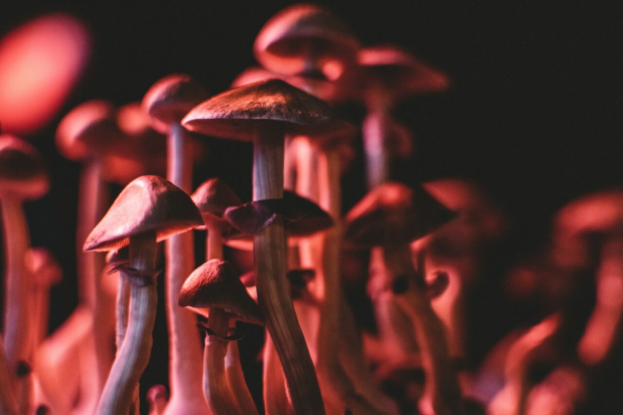 How I Successfully Purchased Psychedelics Online (While Steering Clear of Frauds)